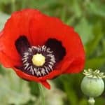 Poppy Flower