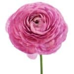 Ranunculus Flower