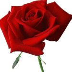 red rose flower names