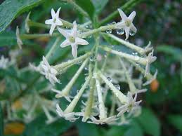 tuberose Flower