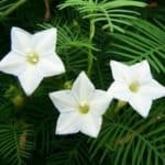 white Cypress Vine