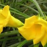 Yellow Oleander flower