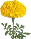 Yellow Marigold